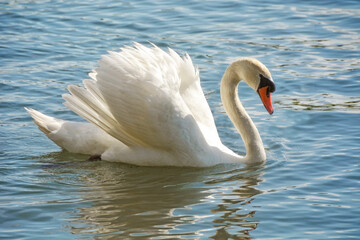 Höckerschwan