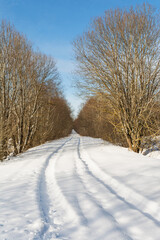 A snowy forest road between trees goes into the distance. Sunny winter day. Nature landscape background.