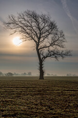 Trees in a field with early morning light on a misty morning
