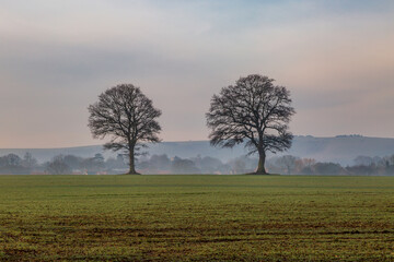 Trees in a field with early morning light on a misty morning