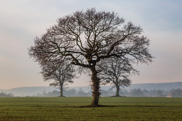 Trees in farmland in Sussex, on a misty winter's morning