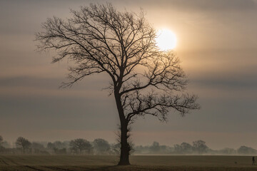 Fototapeta premium A tree in farmland in Sussex, on a misty winter's morning
