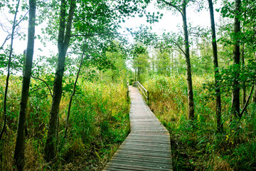 Holzsteg durch den Wald