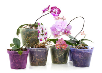 Group of flowering orchids in pots.