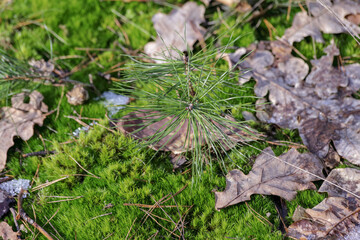 Baby pine, undergrowth, undergrowth, moss