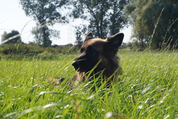 Owczarek na łące © ukasz