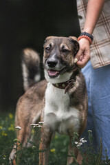 A gray mutt on a walk with a volunteer. Training and adaptation of the dog