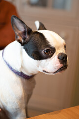 Portrait of a Boston Terrier. The dog is sitting indoors, her face is in profile.