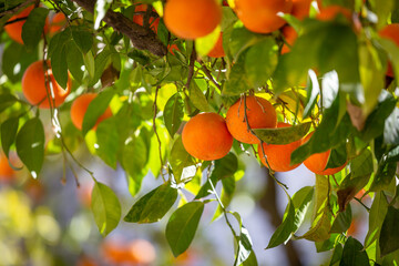 An abundance of Seville oranges on a tree, in the February sunshine