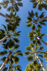 Looking up at palm trees against a blue sky