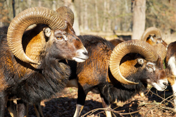 mouflon ram with large horns stands near other rams on an a sunny day