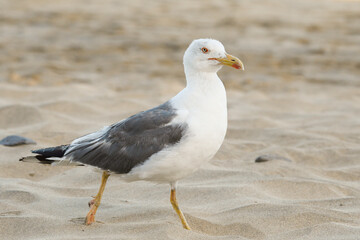 Close-up of a yellow-legged gull on the beach of Morro Jable
