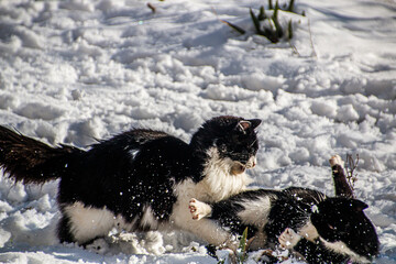 Black and white cats fight in the snow in winter	
