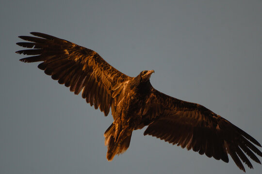 Close up of a young Egyptian vulture in flight in Fuerteventura