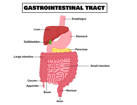Gastrointestinal tract.Human digestive system.Anatomy diagram.Medical education.Esophagus, stomach, small , large intestine, liver, pancreas, gallbladder, oesophagus and anus.Vector illustrtion.