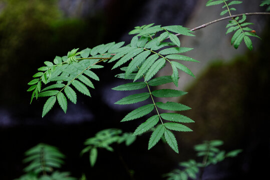 Serbal de los cazadores, Sorbus Aucuparia