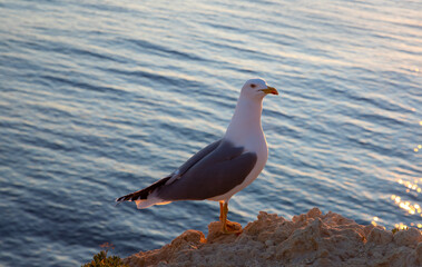 A seagull sitting on a stone near the water in the evening
