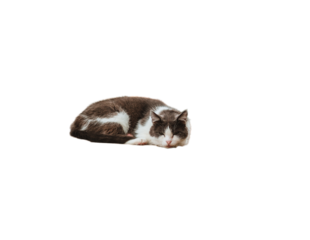 Cozy and pretty cat sleeping PNG