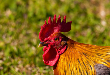A close-up with a portrait of a rooster