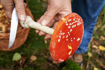 Picking and cleaning red fly agaric or amanita mushroom