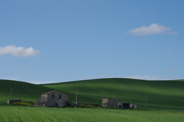 Fototapeta na wymiar Spring in the countryside of lower Molise with the wheat still green, an old farmhouse, blue sky and some clouds to complete the scene