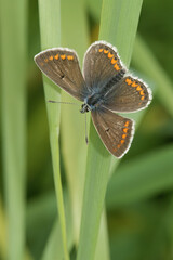 Closeup of brown hairstreak argus butterfly, Aricia agestis, with open wings on grass
