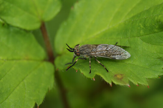 Closeup on a common horsefly or cleg fly, haematopota pluvialis a blood sucking Tabanidae fly , sitting on a green leaf