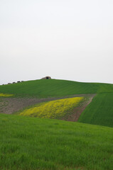 Naklejka premium Spring in the countryside of lower Molise with the wheat still green, an old farmhouse, the blue sky and the yellow of the wildflowers