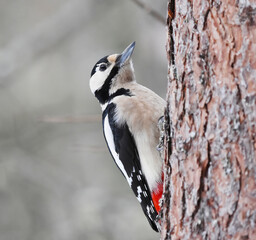 Great spotted woodpecker (Dendrocopos major) looking for food in winter.