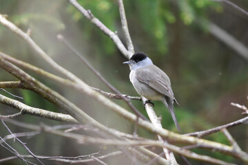 Blackcap (Sylvia atricapilla) male sitting in the bush in spring.