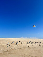 Fototapeta na wymiar Seagulls on the beach on a sunny day 