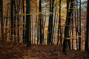 Herbstwald