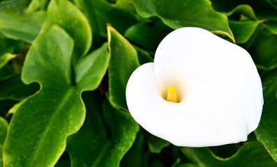 Fototapeta na wymiar White Calla lily flower or Zantedeschia aethiopica growing in the garden. Blooming Arum lily.Tropical exotic plants concept for design with copy space. Selective focus