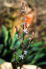 Onionweed, or Asphodelus fistulosus flowers on a rocky mountain slope, Turkey