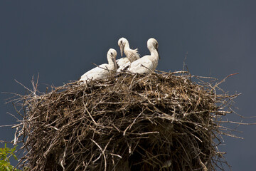A nest with three storks in front of a stormy overcast sky