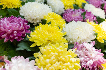 Lots of colorful chrysanthemums, selective focus