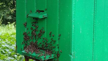 Swarm of bees flies into the hive on a summer day