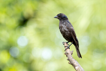 The Shiny Cowbird also Know as Chupim or Mirlo. All the beauty and the presence of the most typical black bird in Brazil. Species Molothrus bonariensis. Birdwatcher. Birding