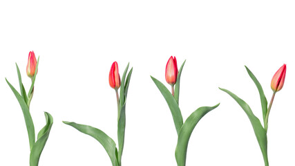 Obraz premium A set of tulips in different angles on a white background.