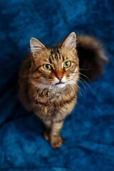 Fototapeta na wymiar beautiful motley domestic cat looks at camera. top view