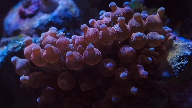 Bubble-tip anemone (Entacmaea quadricolor) in a reef tank