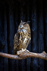 Eagle owl on branch against dark background