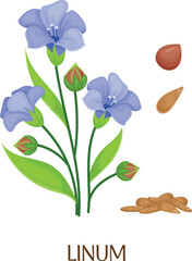 Linum botanical illustration. Farm crop. Cereal plant