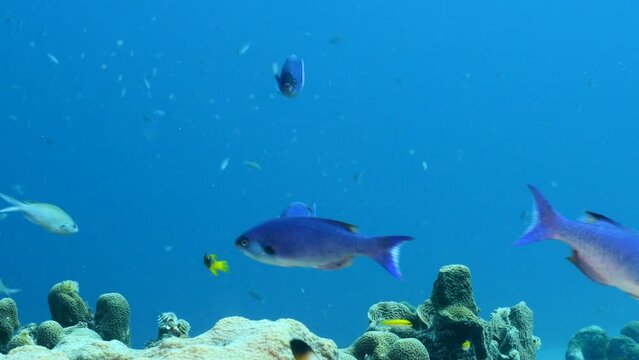 Seascape with Creole Wrasse fish in the coral reef of the Caribbean Sea