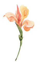 Pink iris flower, watercolor illustration for cards and design.