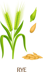 Rye plant and seed grain. Cartoon crop illustration
