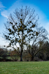Baum mit vielen Misteln im Winter