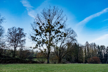 Baum mit vielen Misteln im Winter
