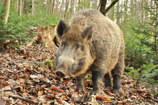 Sanglier
