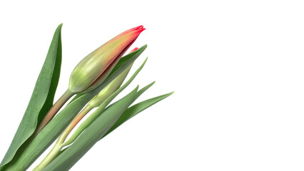 Tulips on a white background. green buds